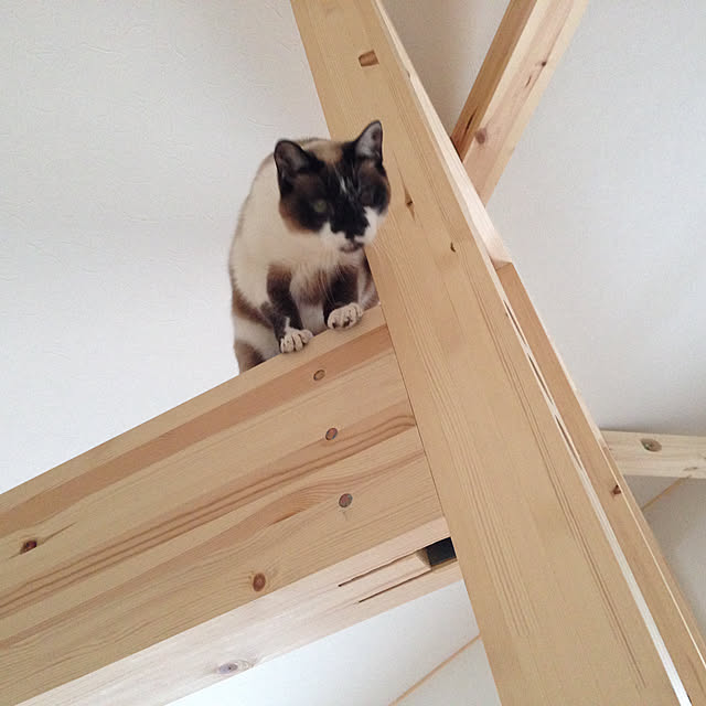 tanukinekoさんの部屋