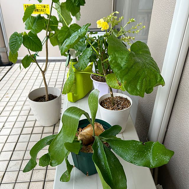 mikomaruさんの部屋