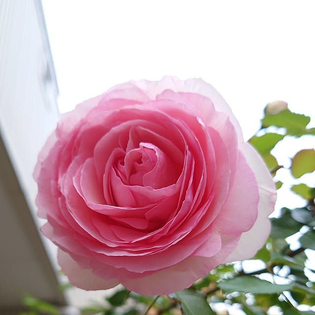 fleur-mamanさんの部屋