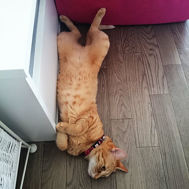 fu-ka24さんの実例写真