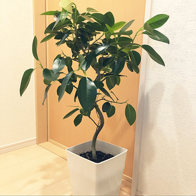 yuyuさんの実例写真