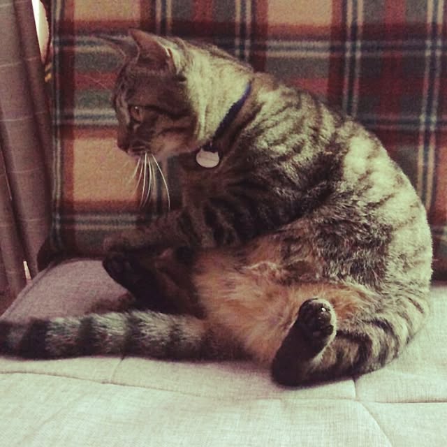 maoshinさんの実例写真