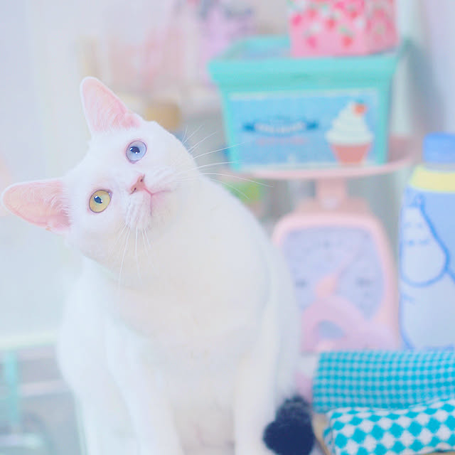 momoさんの実例写真