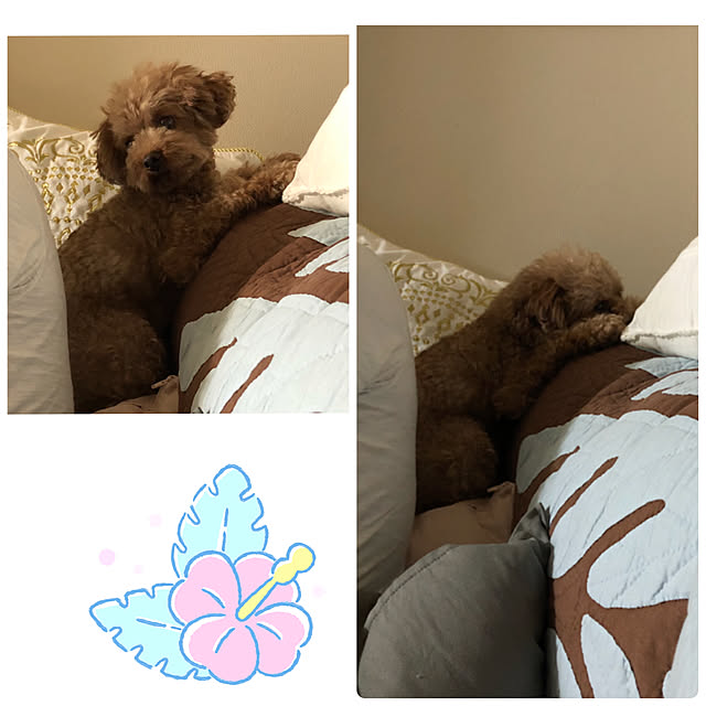 momonaさんの実例写真