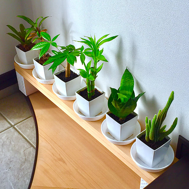 観葉植物 ゴールデンストライプのおすすめ商品とおしゃれな実例 観葉植物 ゴールデンストライプのおすすめ商品とおしゃれな実例