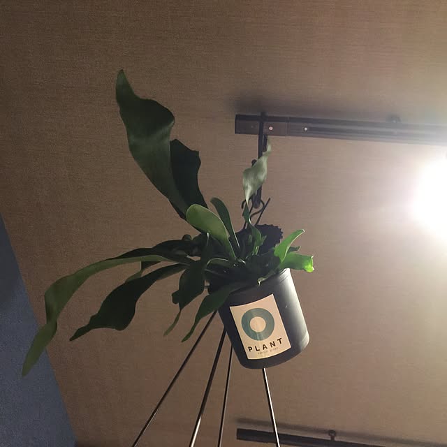 RIN5さんの実例写真