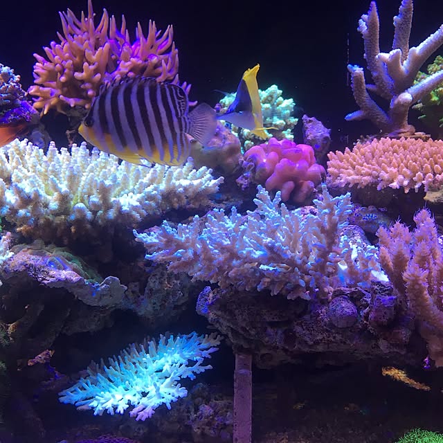 aquarium_seaさんの実例写真