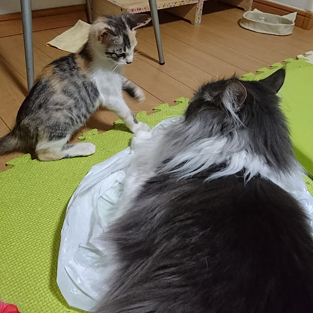 shinobuさんの実例写真