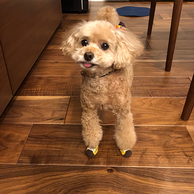 coronさんの実例写真