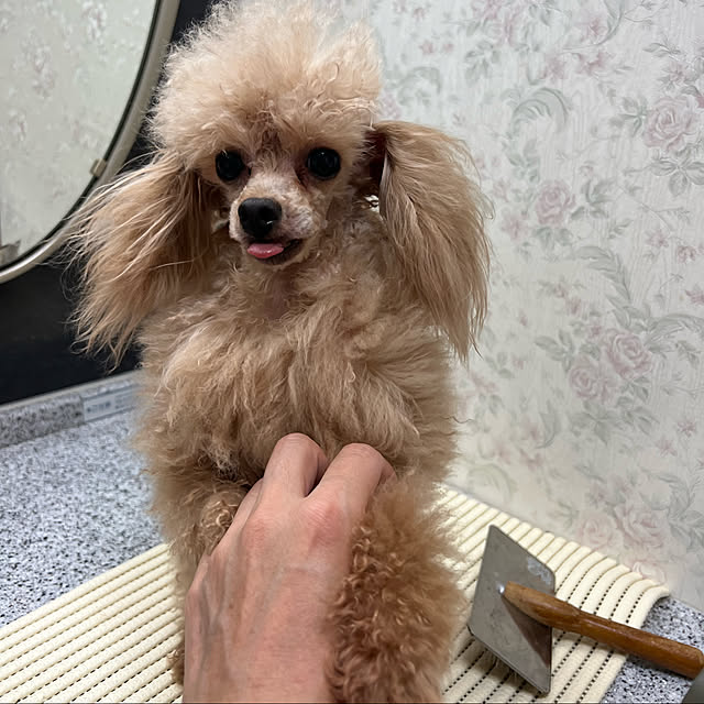 AYUKOさんの実例写真