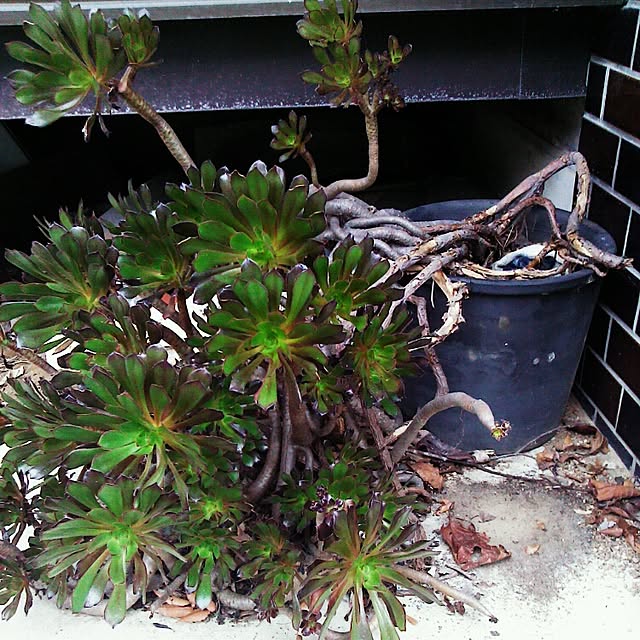 Plantexhibitionhallさんの実例写真