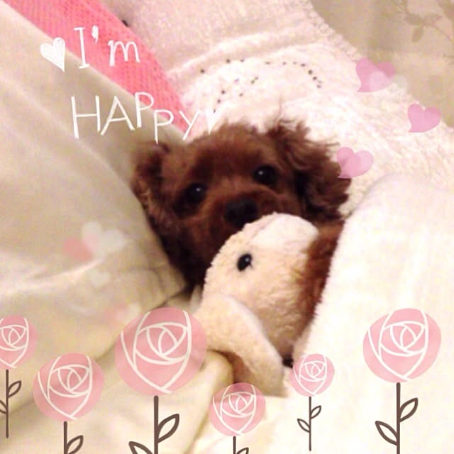 mamezoooさんの実例写真