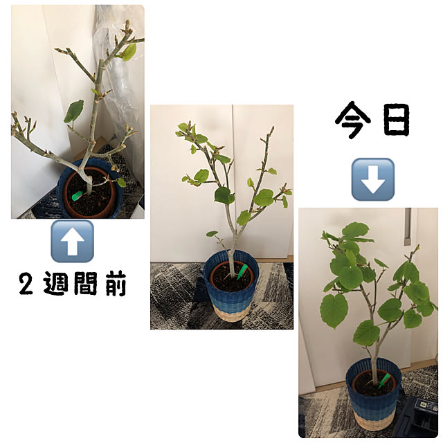 YMZKさんの実例写真