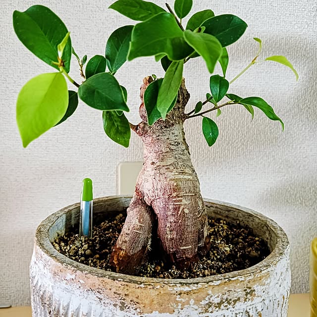 hanachanさんの部屋