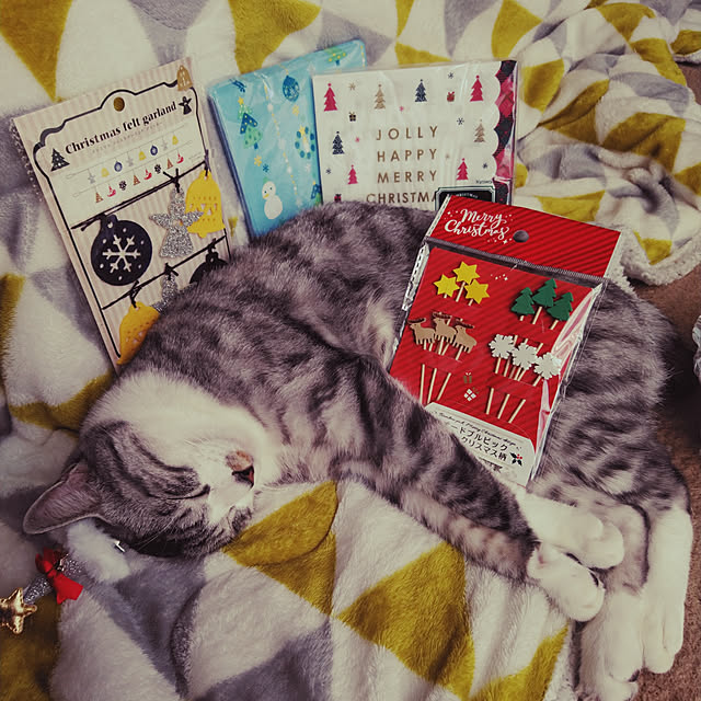 Mikaさんの実例写真