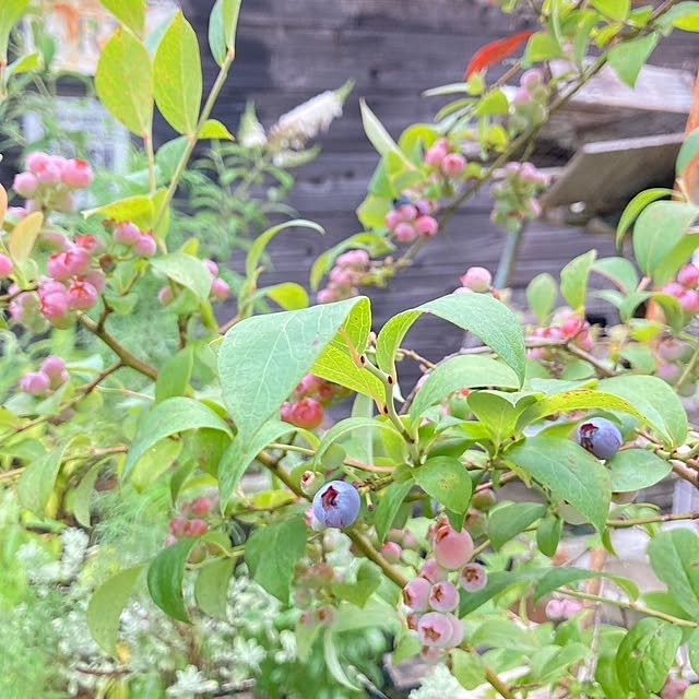 min_nimさんの実例写真