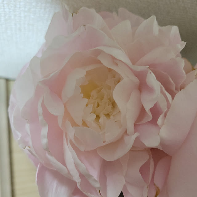 chaChachaさんの実例写真