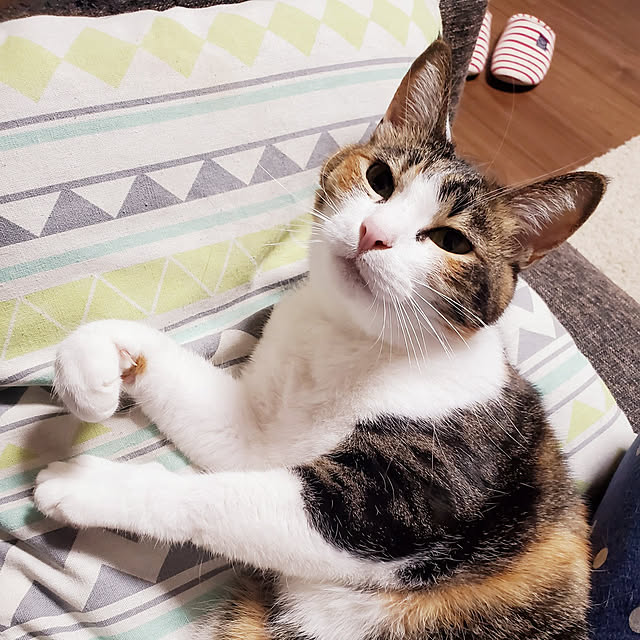 tsuuuuuuunさんの実例写真