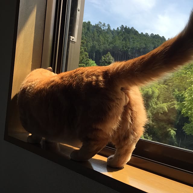 m.kantoh18_mikkoさんの実例写真