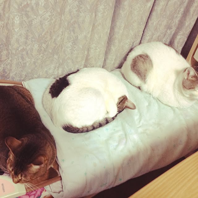 Happypinkさんの実例写真