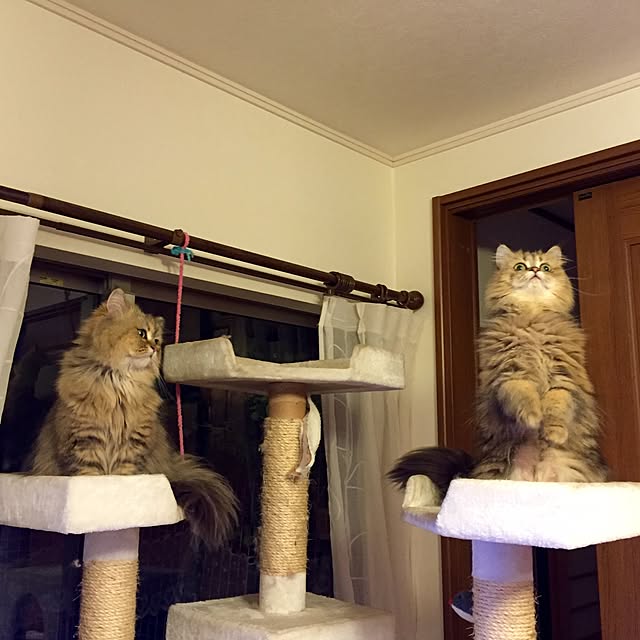 butachanさんの実例写真