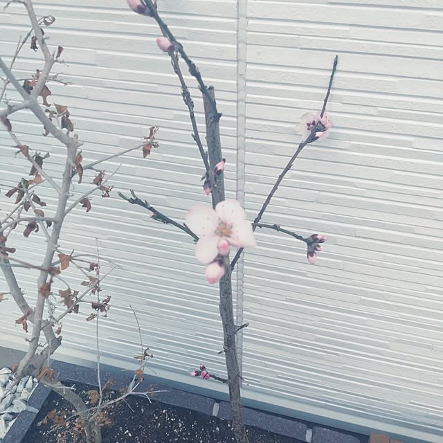 NAOKIさんの実例写真