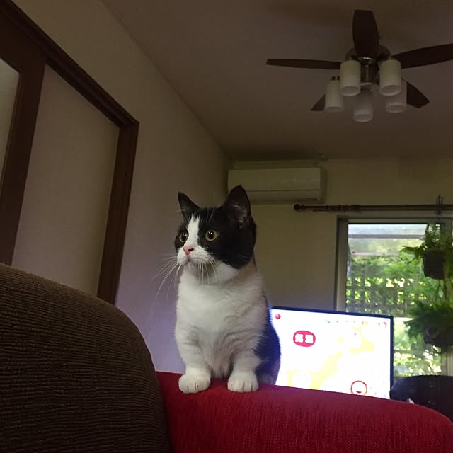 butachanさんの実例写真