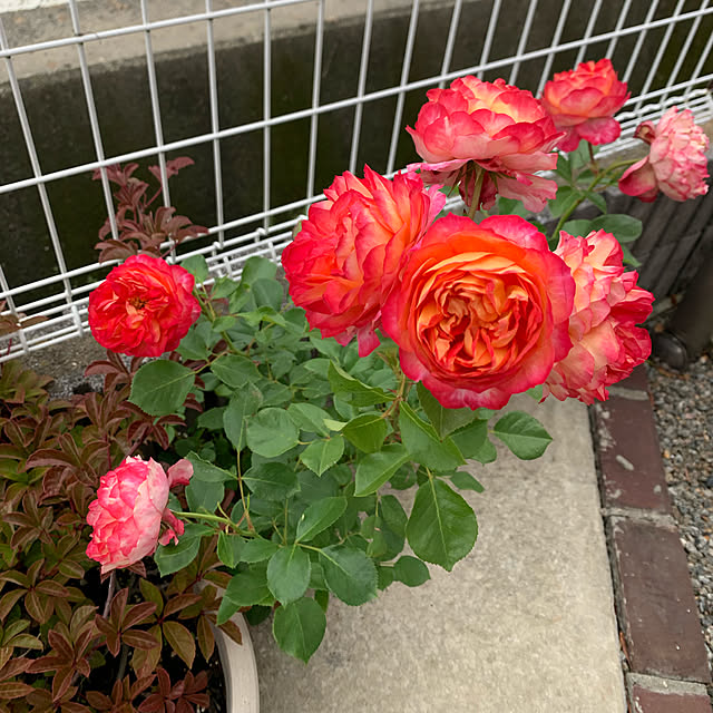 AYUKOさんの実例写真