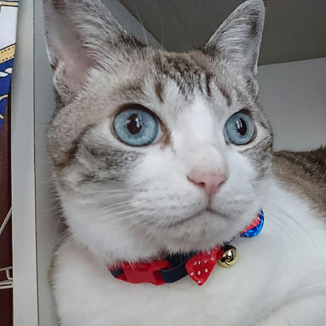 blueさんの実例写真