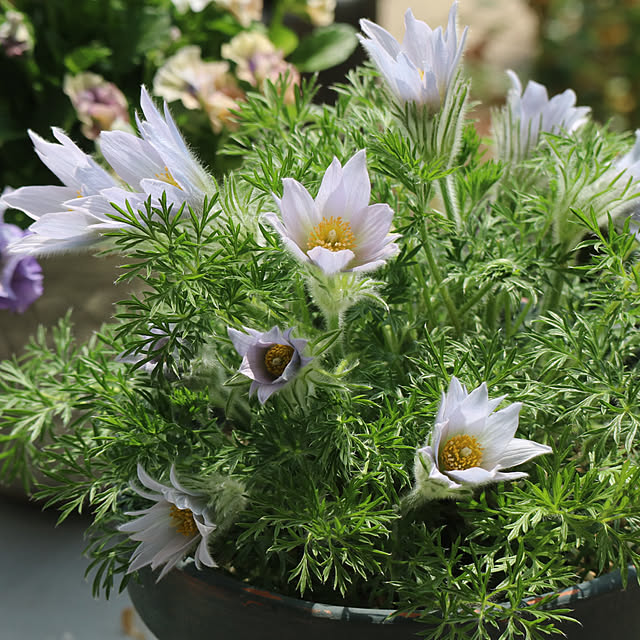 rokokoさんの部屋