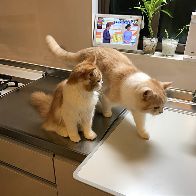 H.Tさんの実例写真