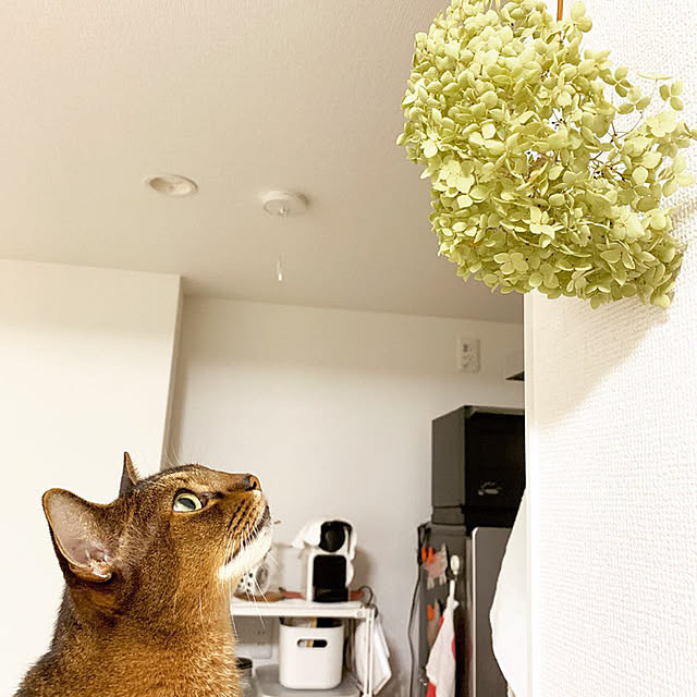 michunekoさんの実例写真