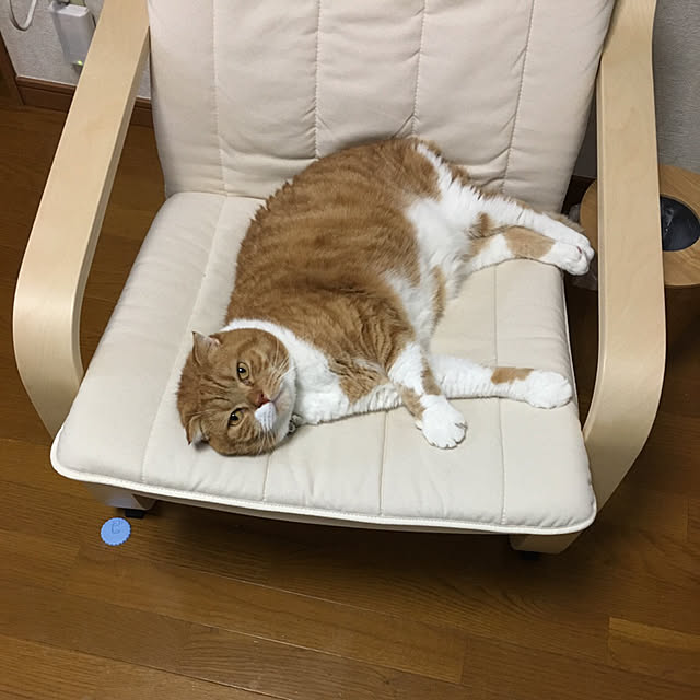 pikkariさんの実例写真