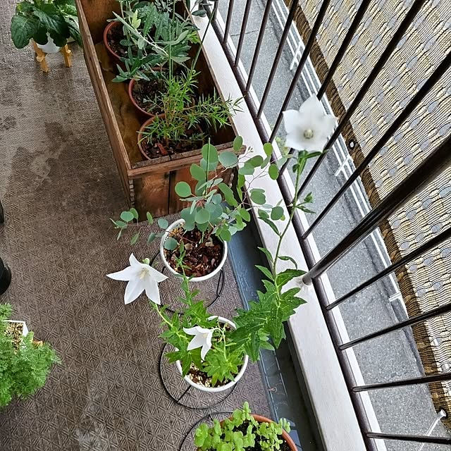 mi-saさんの部屋
