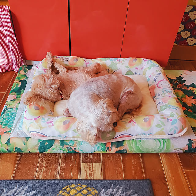 kumutanさんの実例写真