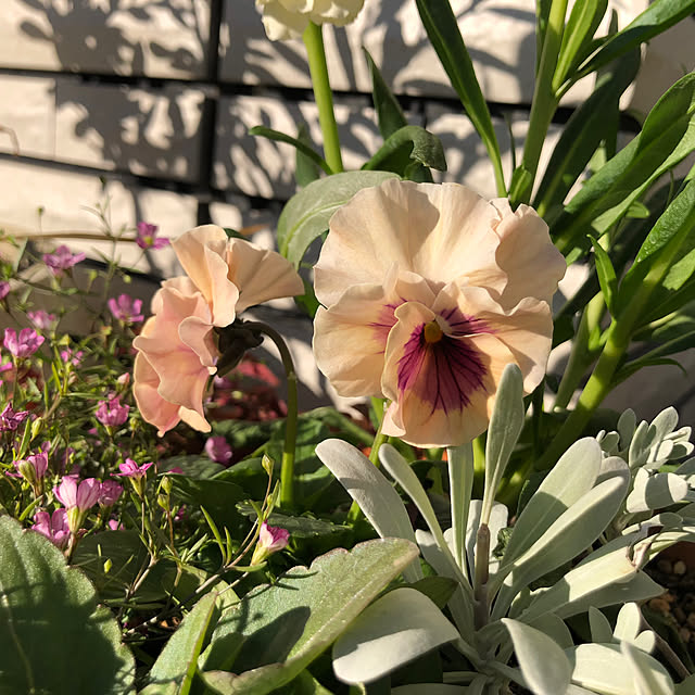 timmymamaさんの実例写真