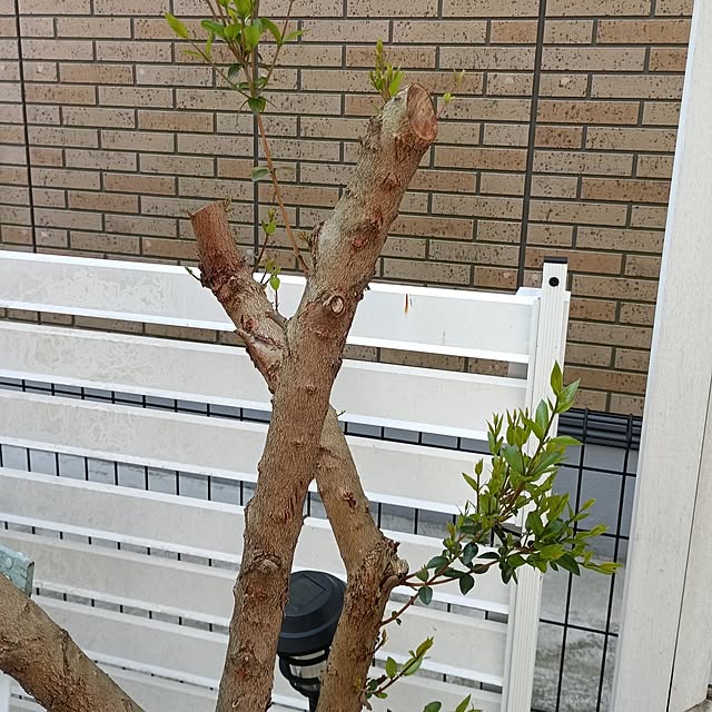 kana_ciiさんの部屋