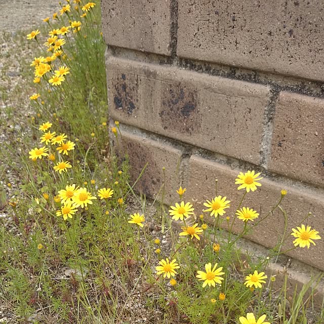 gurikoさんの実例写真