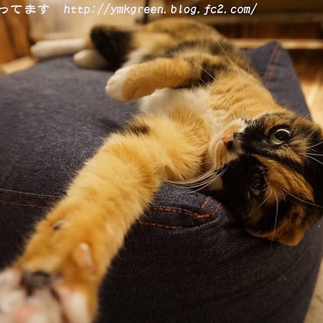 paipan720さんの実例写真