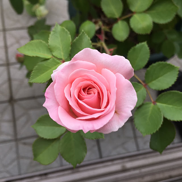 yakitoripieさんの実例写真