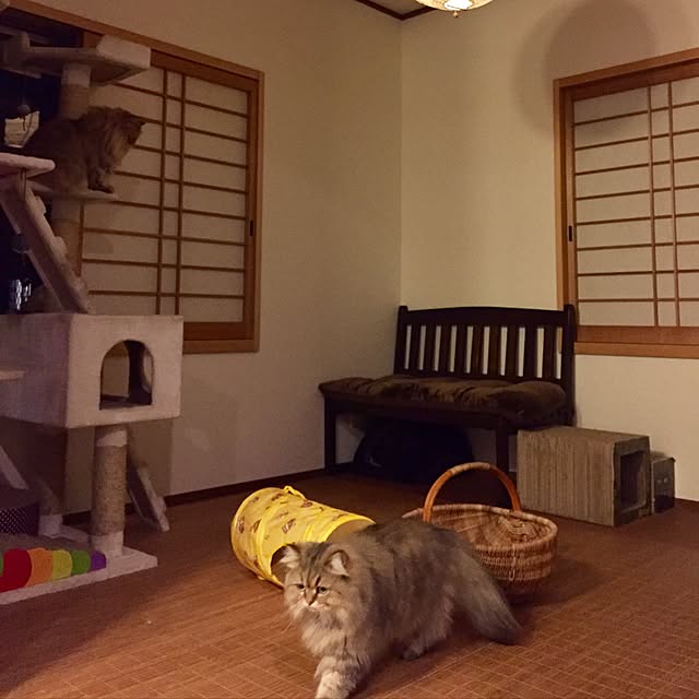 butachanさんの実例写真