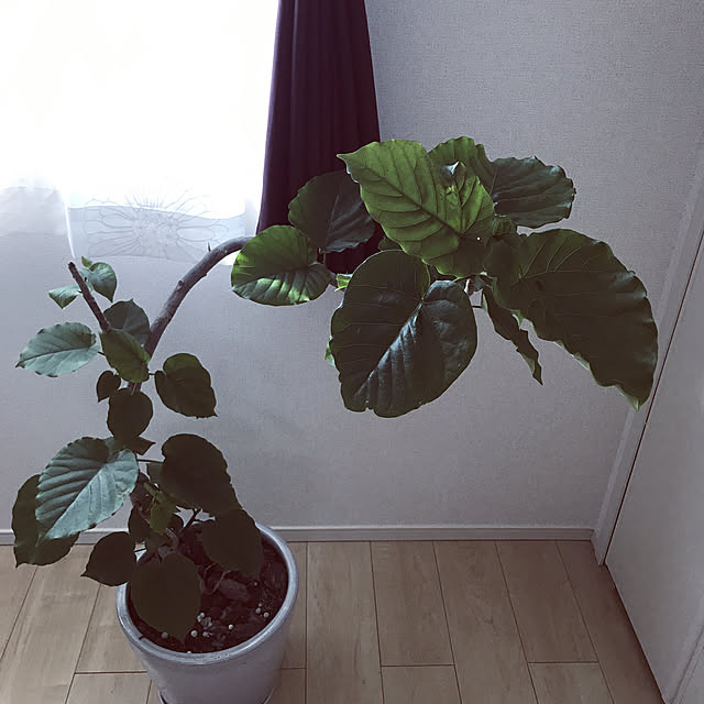 ikukoさんの実例写真