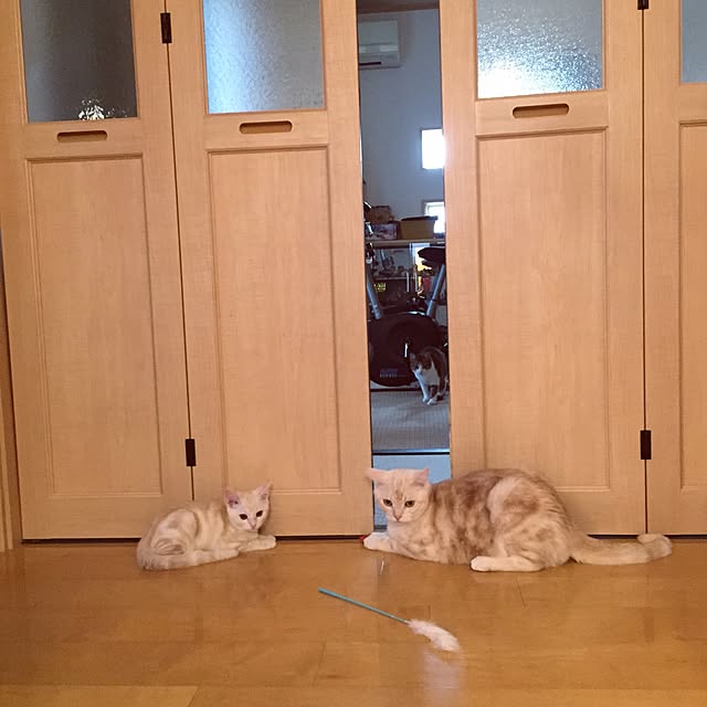 hiyupan88さんの実例写真