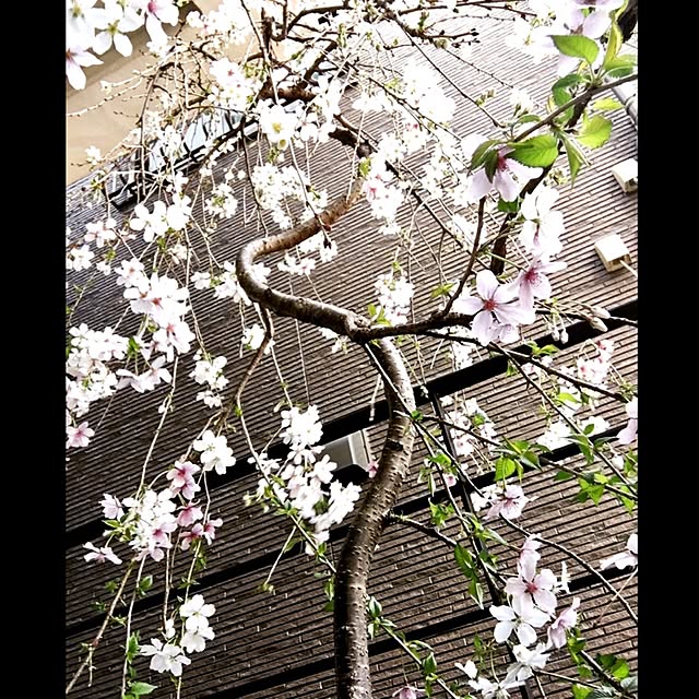 実例写真