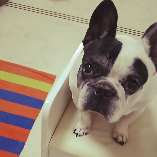 panchobiさんの実例写真