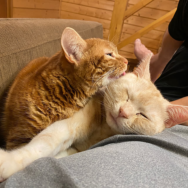 Let-s-DoDoDoさんの部屋