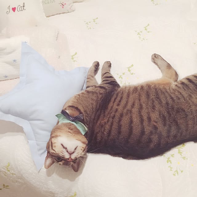 lovecatさんの実例写真