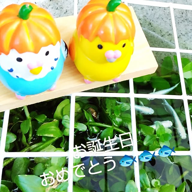 katさんの部屋