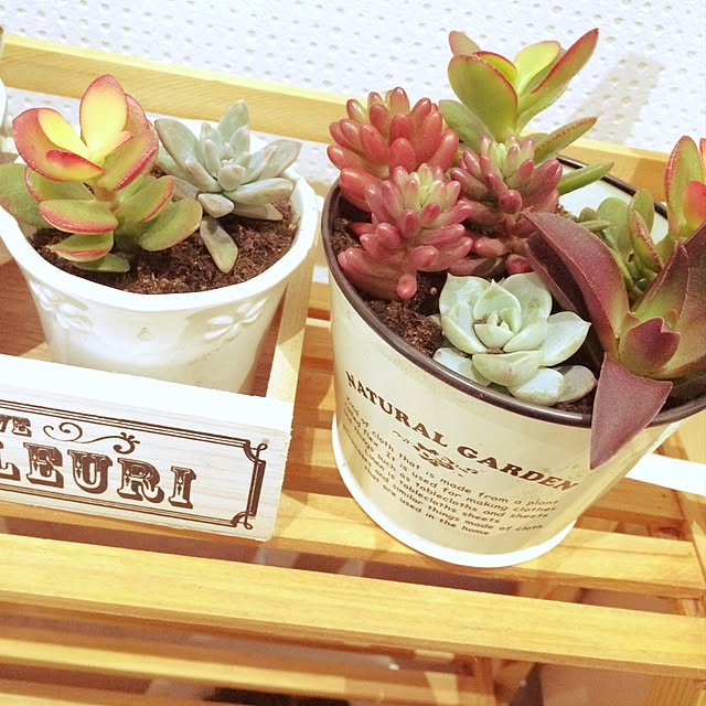 玄関/入り口/多肉植物初心者/多肉植物寄せ植え/はじめての。/ダイソーのインテリア実例 - 2016-02-02 22:35:49