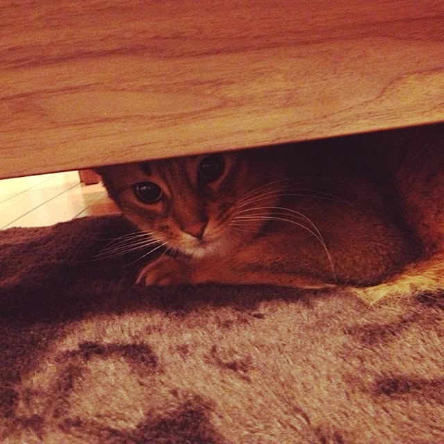 shihoさんの実例写真